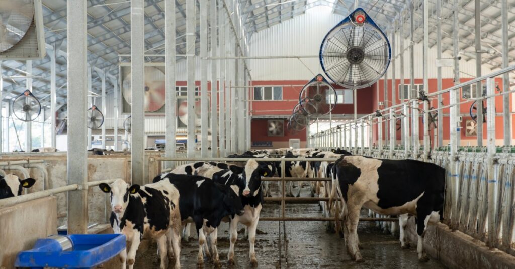 Cattle stand inside a large agricultural building with open floor space, structural framing, and ventilation fans.